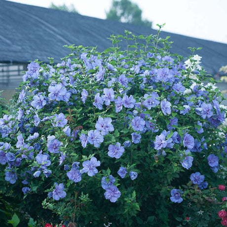 Blue Chiffon Rose of Sharon with lavender blooms and green leaves