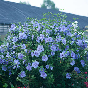 'Blue Chiffon' Rose of Sharon
