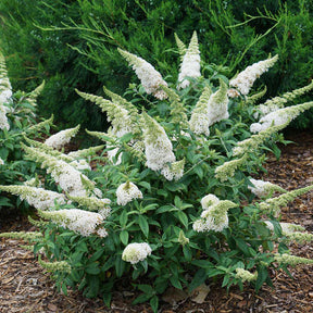 Pugster White butterfly bush in a pot with white blooms