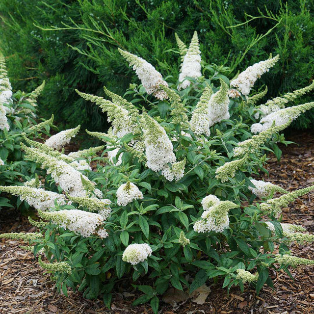 Pugster White butterfly bush in a pot with white blooms