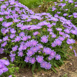 Stokesia laevis ‘Riptide’ with blue blooms in a pot