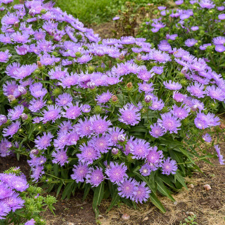 Stokesia laevis ‘Riptide’ with blue blooms in a pot
