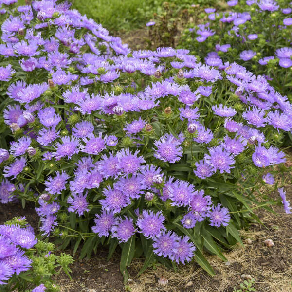 Stokesia laevis ‘Riptide’ with blue blooms in a pot