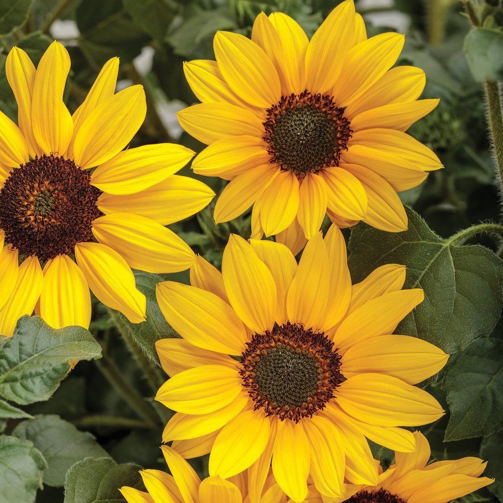 Yellow Suncredible sunflower in a nursery pot