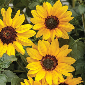Yellow Suncredible sunflower in a nursery pot