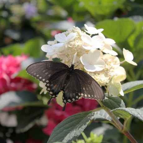 Little Quick Fire hydrangea with white panicle blooms