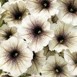 Supertunia Latte petunia in a pot with trailing blooms