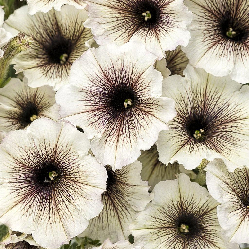 Supertunia Latte petunia in a pot with trailing blooms