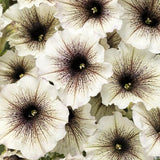 Supertunia Latte petunia in a pot with trailing blooms