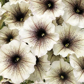 Supertunia Latte petunia in a pot with trailing blooms