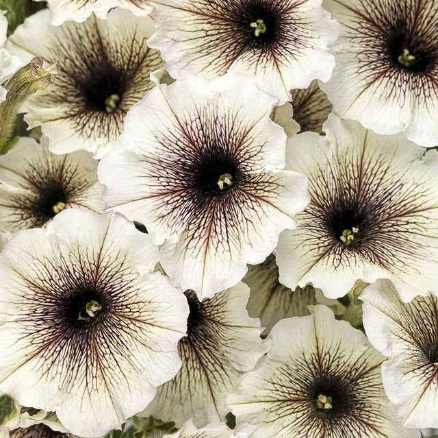 Supertunia Latte petunia in a pot with trailing blooms