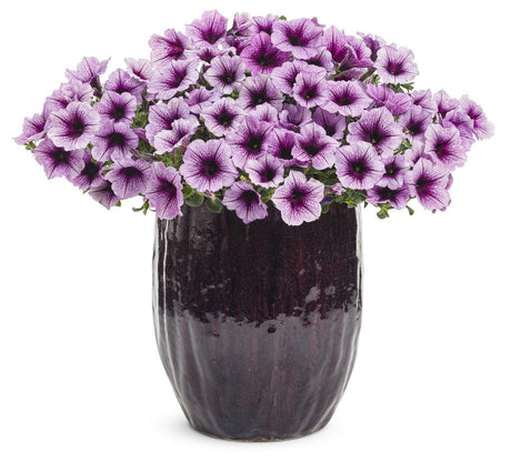 Supertunia Bordeaux petunia with deep burgundy blooms