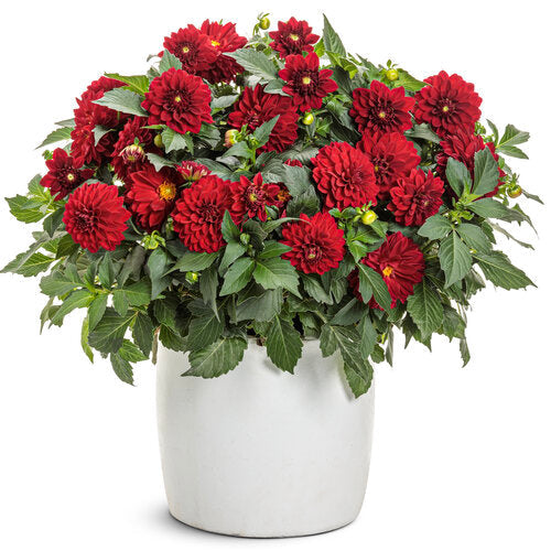 Virtuoso™ Classy Carmine™ dahlia | Proven Winners® – Creekside