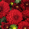 Carmine dahlia blooms in a nursery pot