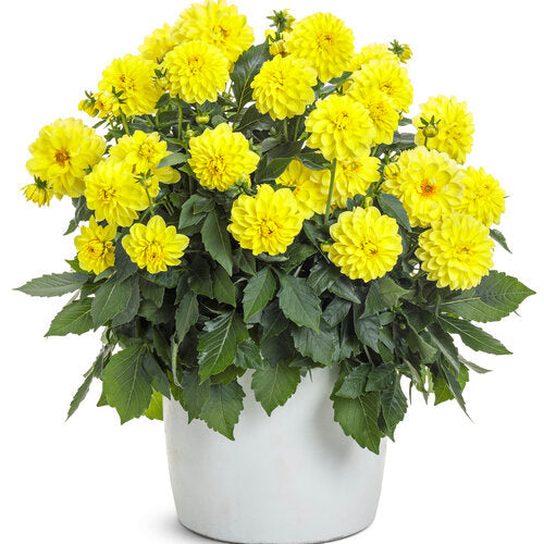 Virtuoso™ Dayglo Yellow™ dahlia | Proven Winners® – Creekside