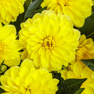 Virtuoso Dayglo Yellow dahlia with bright yellow blooms