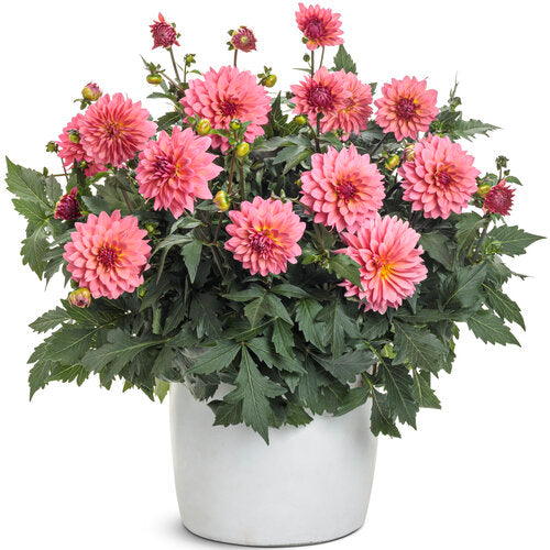 Pink dahlia blooms in a nursery pot