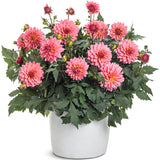Pink dahlia blooms in a nursery pot