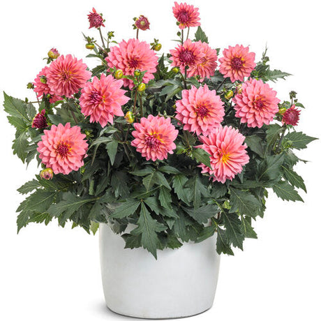 Pink dahlia blooms in a nursery pot