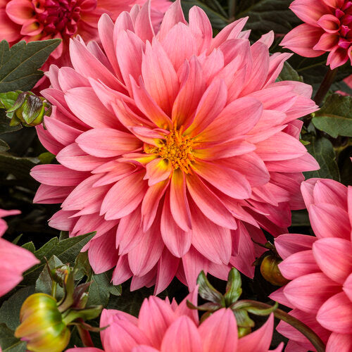 Pink dahlia blooms in a container plant