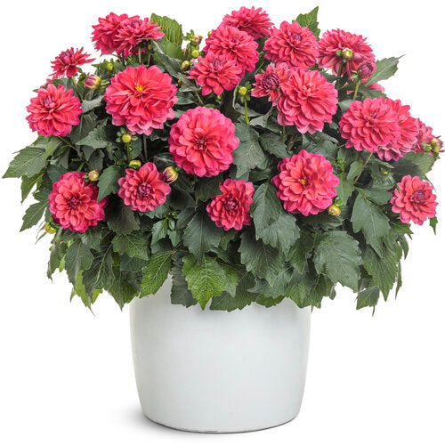Virtuoso™ Rad Raz™ dahlia | Proven Winners® – Creekside Nursery, Inc