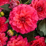 Virtuoso™ Rad Raz™ dahlia | Proven Winners®