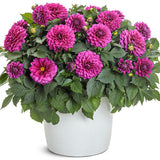 Vibrant violet dahlia in bloom in a container