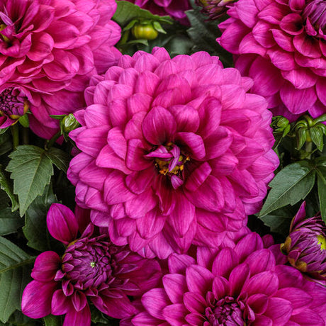 Vibrant violet dahlia blooms in a garden pot