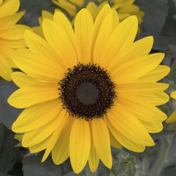 Sunfinity® Yellow Dark Center Sunflower | Creekside Champions