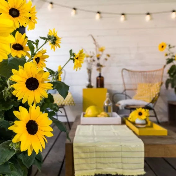 Sunfinity® Yellow Dark Center Sunflower | Creekside Champions