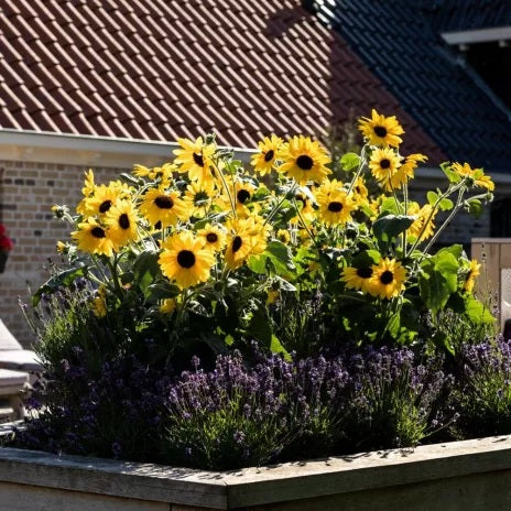 Sunfinity® Yellow Dark Center Sunflower | Creekside Champions
