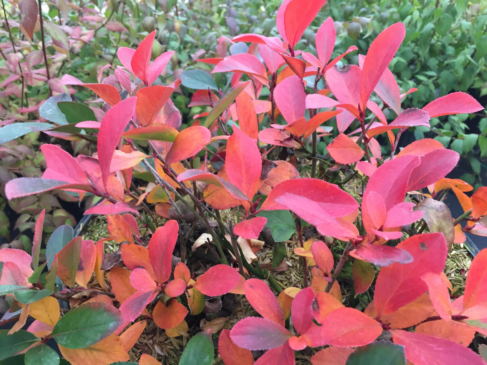 アローネ　❸1本　3/4 LOW SCAPE MOUND® Aronia | Proven Winners® – Creekside Nursery, Inc