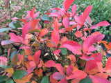 LOW SCAPE MOUND® Aronia shrub in a nursery pot