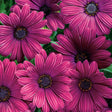 Purple osteospermum in bloom in a nursery pot