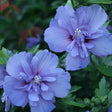 Blue Chiffon rose of Sharon shrub with blue flowers in pot