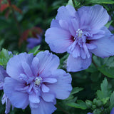 Blue Chiffon rose of Sharon shrub with blue flowers in pot
