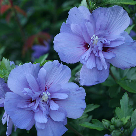 Blue Chiffon rose of Sharon shrub with blue flowers in pot