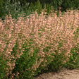 Agastache 'Queen Nectarine' with orange flower spikes in pot