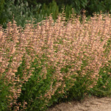 Agastache 'Queen Nectarine' with orange flower spikes in pot