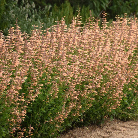 Agastache 'Queen Nectarine' with orange flower spikes in pot