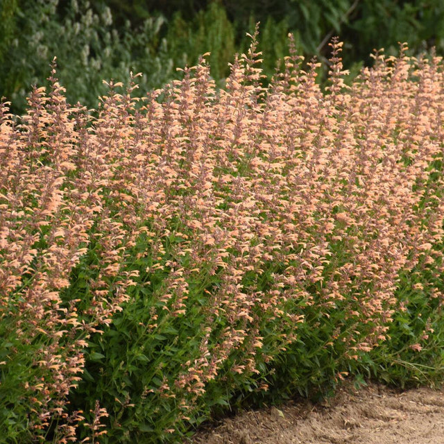 Agastache 'Queen Nectarine' with orange flower spikes in pot