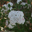 SPICE BABY Koreanspice viburnum with pink flowers in a pot