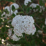 SPICE BABY Koreanspice viburnum with pink flowers in a pot