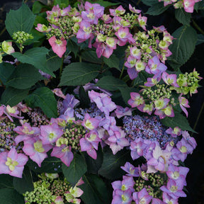 Let's Dance Can Do! reblooming hydrangea with blooms in a pot