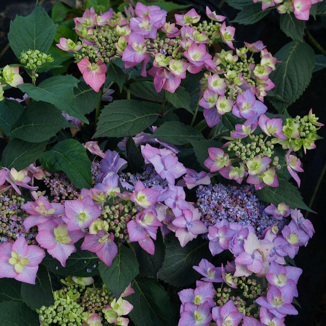 Let's Dance Can Do! reblooming hydrangea with blooms in a pot