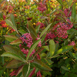 Brandywine viburnum shrub in a nursery pot