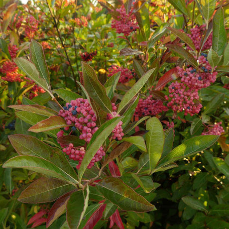 Brandywine viburnum shrub in a nursery pot