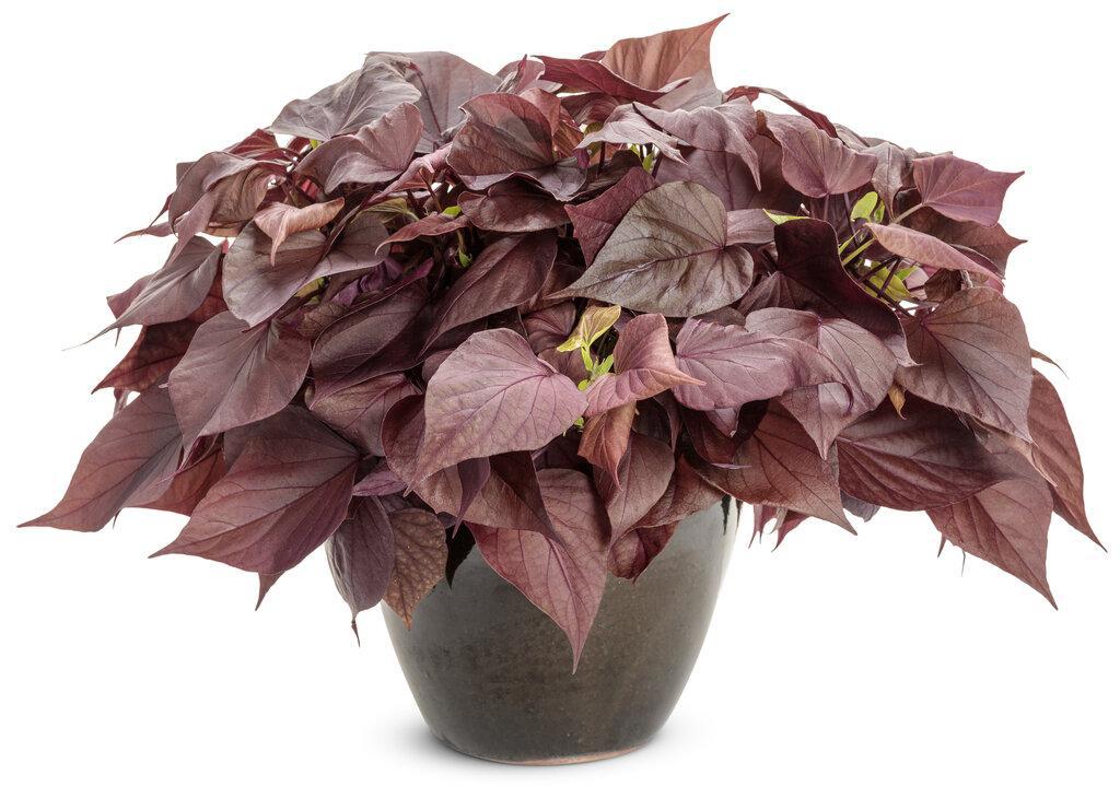 Sweet Caroline Sweetheart Mahogany sweet potato vine in a pot