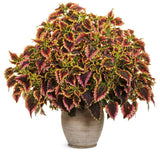 ColorBlaze El Brighto coleus with bright multicolor leaves