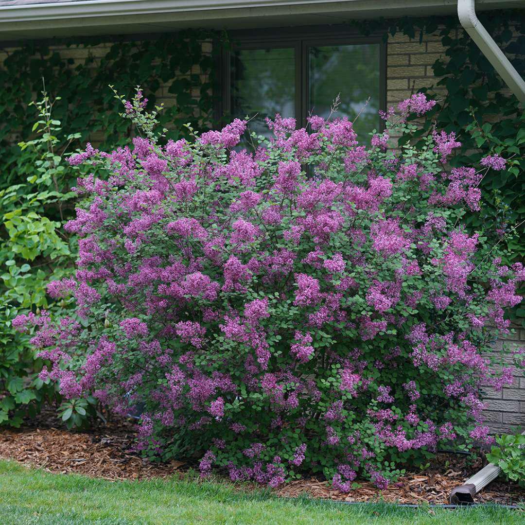 Bloomerang dark purple reblooming lilac in bloom